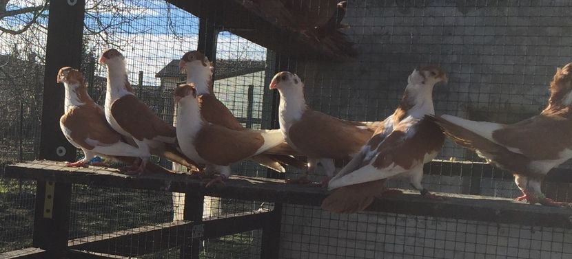 4CD29897-DA0B-4724-9F88-A40D47D51E99 - Galateni galbeni motati 2018