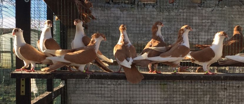 575554F5-F999-485C-B7D9-16EB0E0C03B7 - Galateni galbeni motati 2018