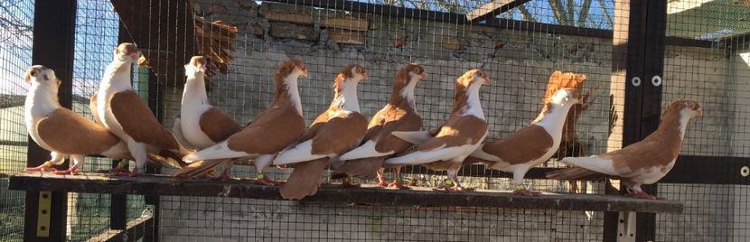 03EF97D3-7CA9-44B0-A359-8B940695B1B7 - Galateni galbeni motati 2018