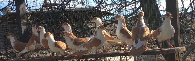 ACC76817-90D0-40B3-8F76-8C9095DC9EE3 - Galateni galbeni motati 2018