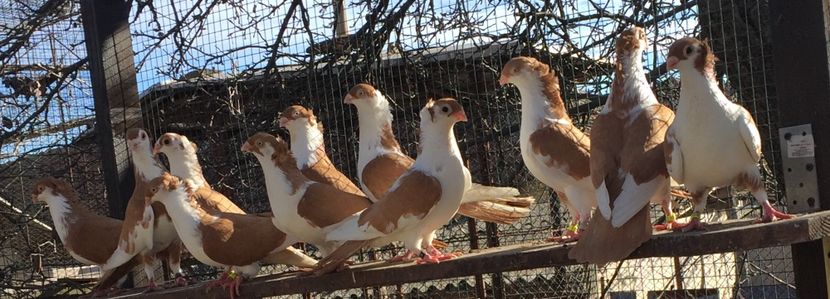 A4C64D81-D93F-435A-912C-B8A09B2B7017 - Galateni galbeni motati 2018