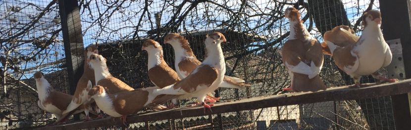 C324E99C-A757-4F75-9961-8ADD60C8BC53 - Galateni galbeni motati 2018