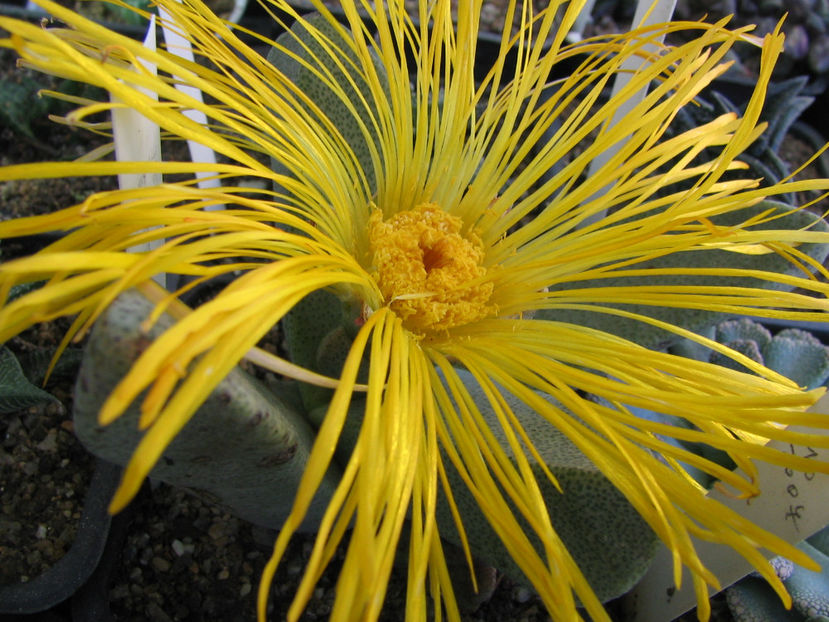 Pleiospilos compactus (Aiton) Schwantes 1927. - Genul Pleiospilos