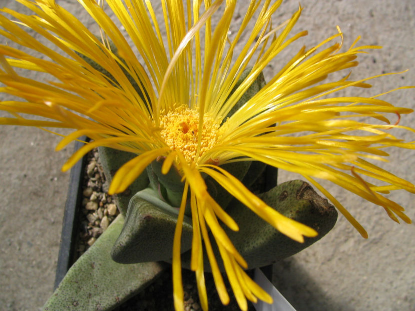 Pleiospilos compactus (Aiton) Schwantes 1927. - Genul Pleiospilos