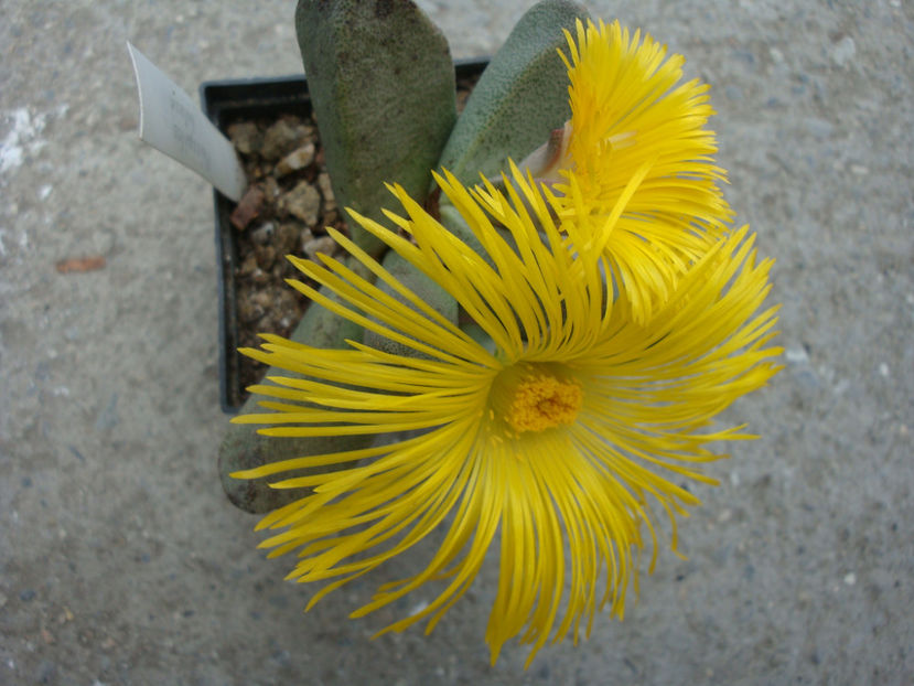 Pleiospilos compactus (Aiton) Schwantes 1927. - Genul Pleiospilos