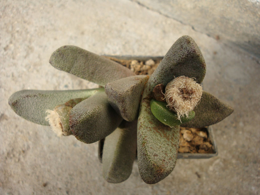 Pleiospilos compactus (Aiton) Schwantes 1927. - Genul Pleiospilos