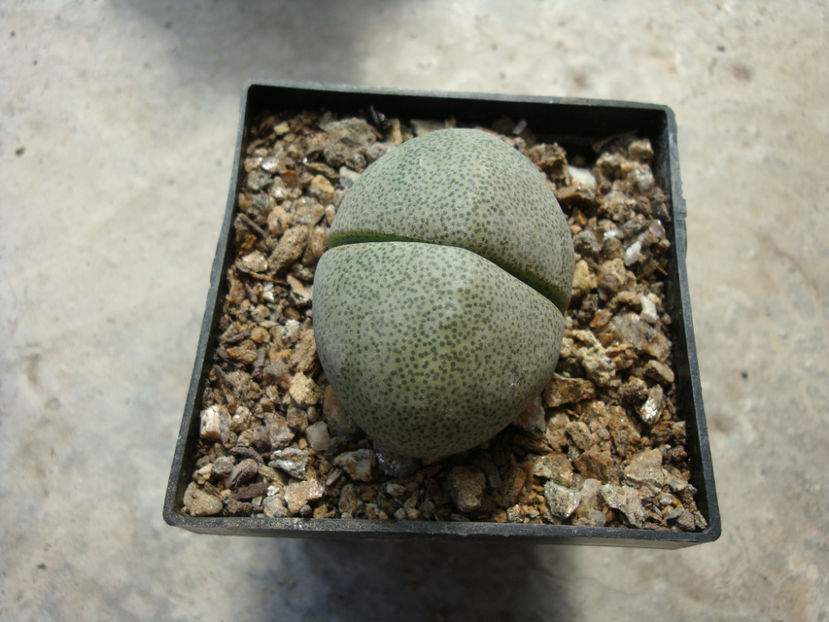 Pleiospilos nelii Schwantes 1930. - Genul Pleiospilos