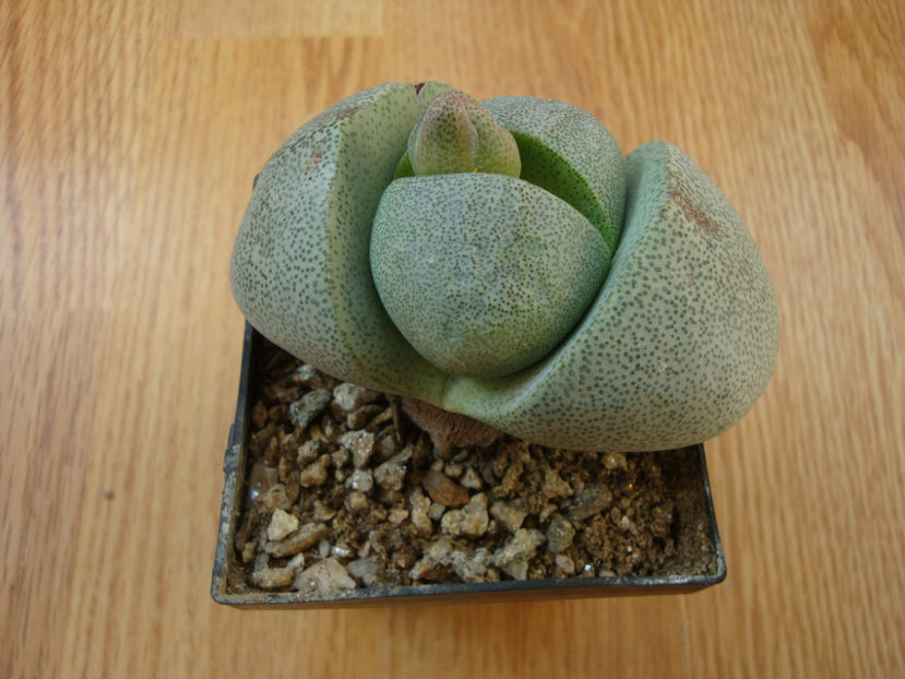 Pleiospilos nelii Schwantes 1930. - Genul Pleiospilos