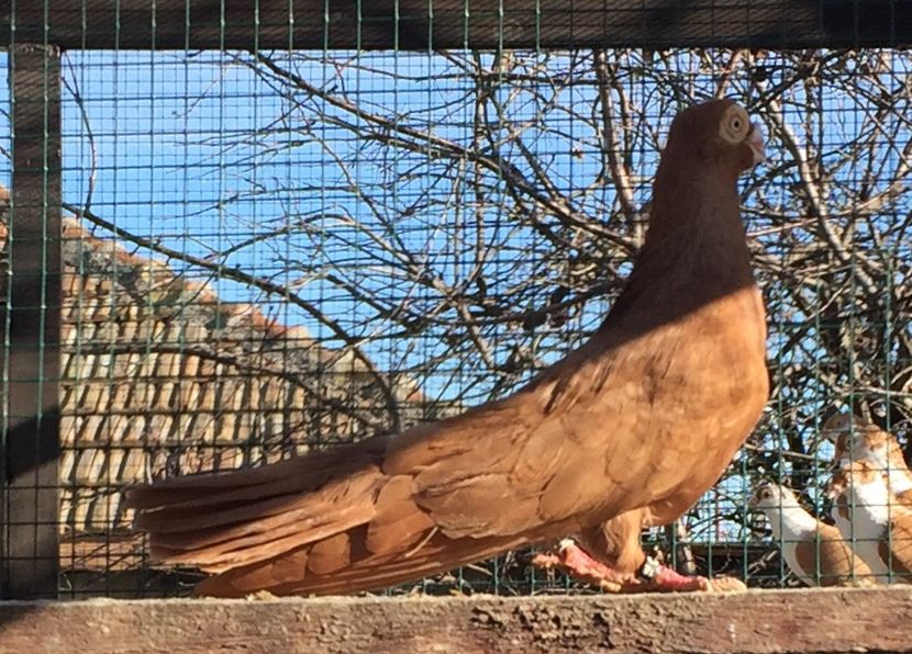 203CEC66-7E54-4EFB-833E-71B6557F7D3E - Pana simpla 2018