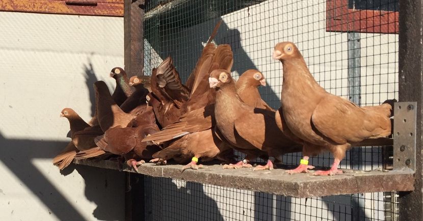 0671E526-0FB7-467E-A23E-F84C49239ABD - Pana simpla 2018