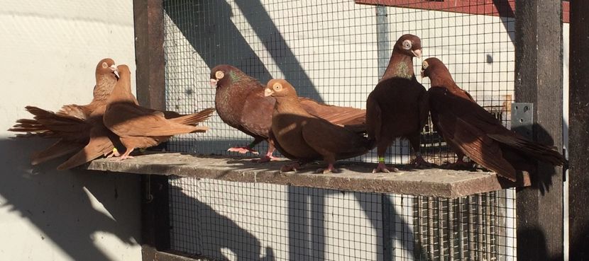 7B9E50A6-33FC-4F01-8A8D-4A4CFE0734D6 - Pana simpla 2018