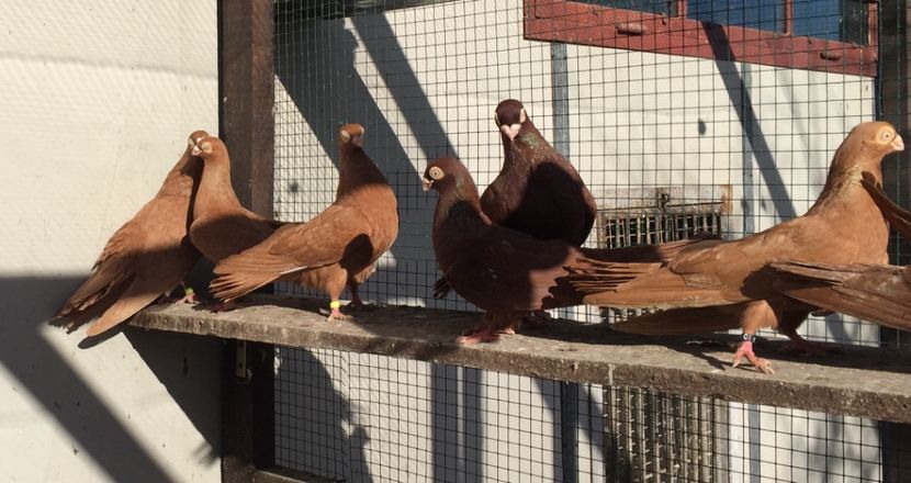 8BE5B575-B1B6-4772-BCF1-8426723AF64C - Pana simpla 2018