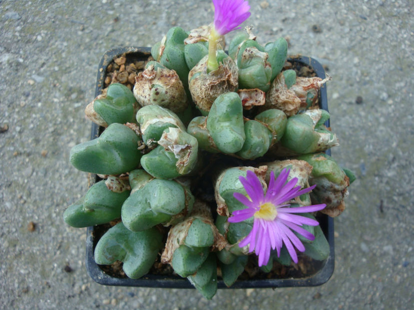 Conophytum bicarinatum L.Bolus 1939. - Genul Conophytum