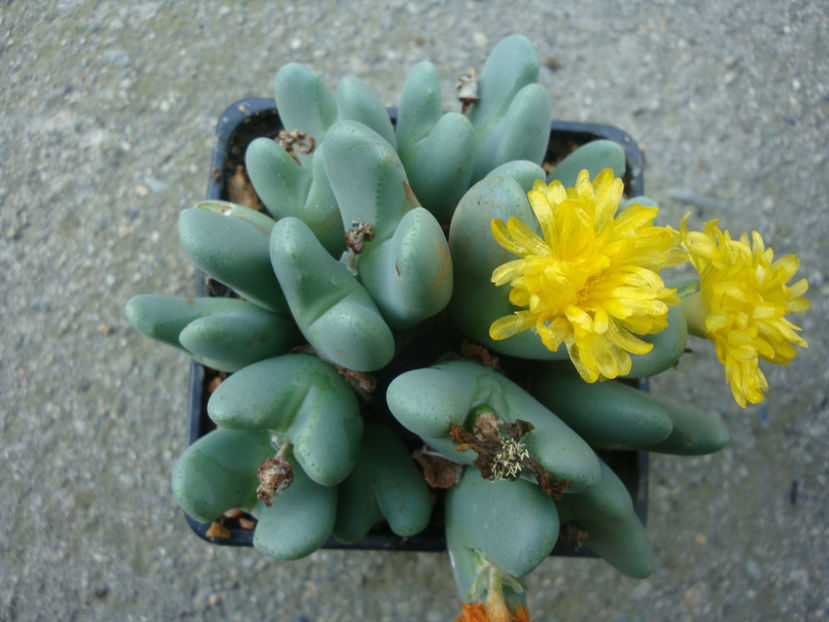 Conophytum bilobum (Marloth) N.E.Br.1922. - Genul Conophytum