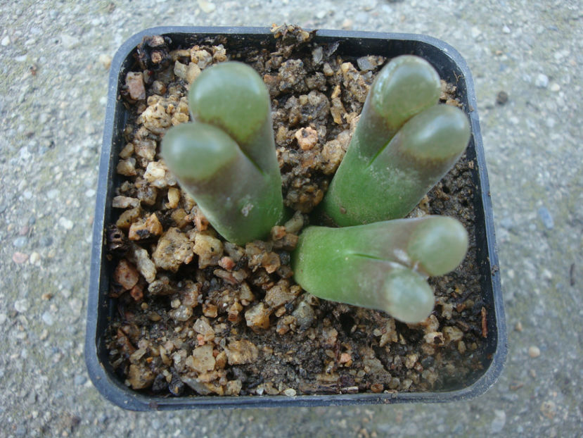 Conophytum caroli Lavis 1933. - Genul Conophytum