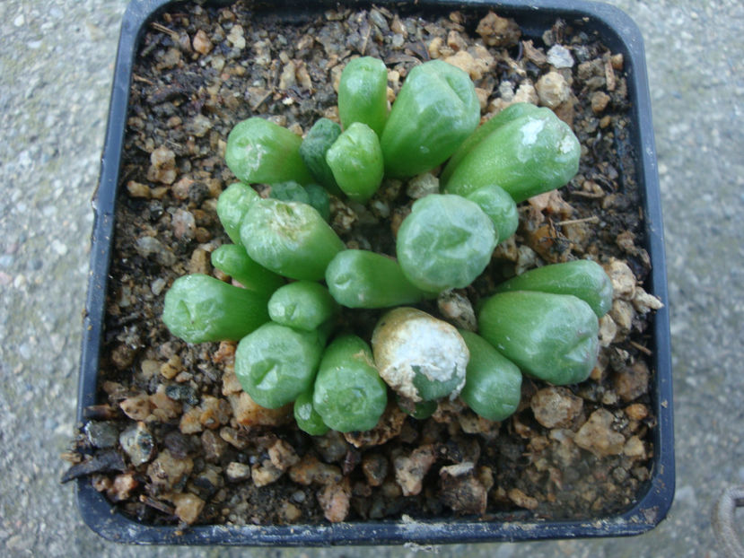 Conophytum ectypum var. brownii (Tischer) Tischer 1953. - Genul Conophytum