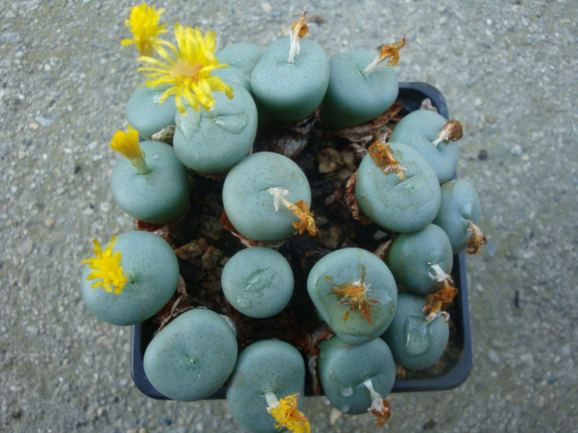 Conophytum flavum N.E.Br. 1927. - Genul Conophytum