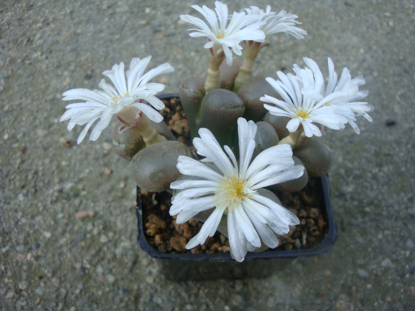 Conophytum friedrichiae (Dinter) Schwantes 1927. - Genul Conophytum