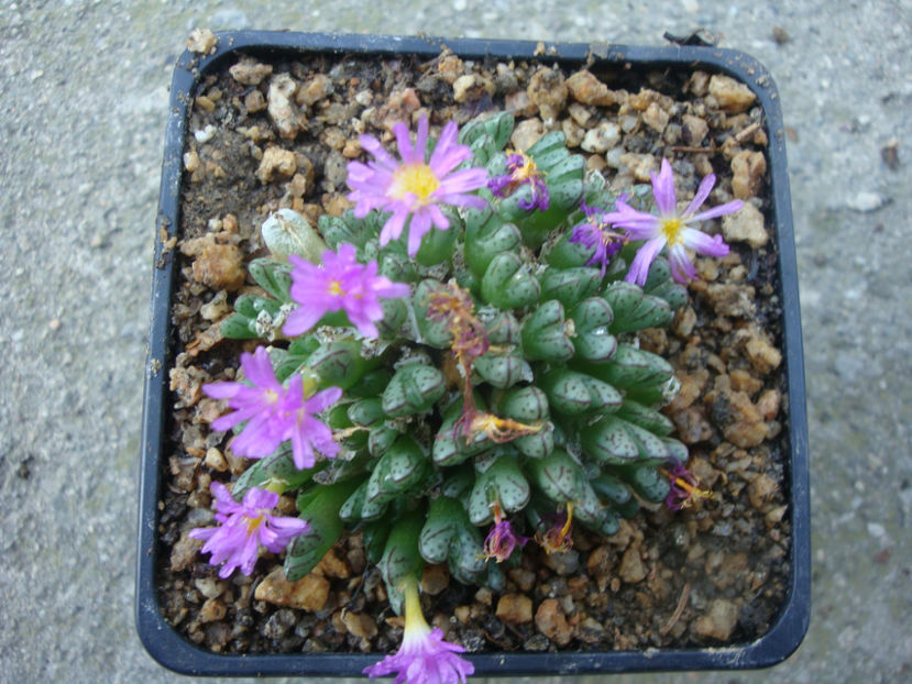 Conophytum klinghardtense subsp. baradii (Rawe) S.A.Hammer 1993. - Genul Conophytum