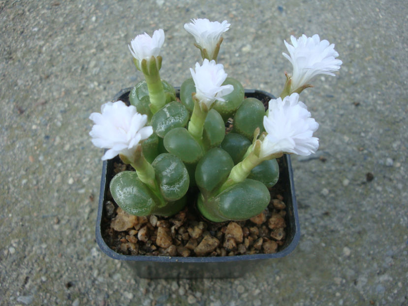 Conophytum limpidum S.A.Hammer 1993. - Genul Conophytum