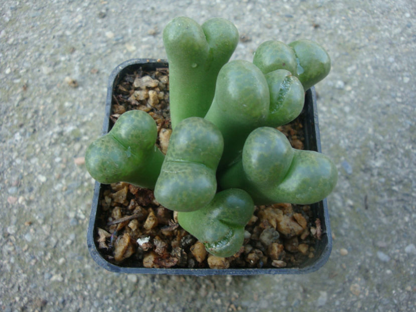 Conophytum lithopoides L.Bolus 1938. - Genul Conophytum