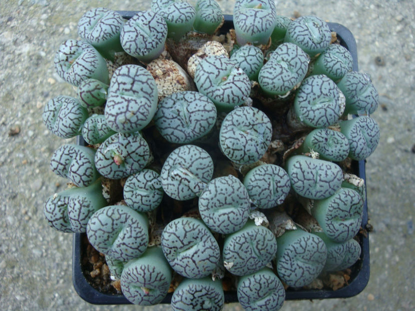Conophytum minimum "wittebergense". - Genul Conophytum