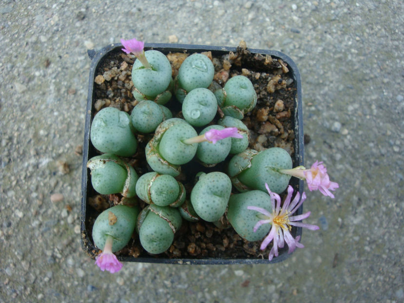 Conophytum minutum (Haw.) N.E.Br. 1922. - Genul Conophytum