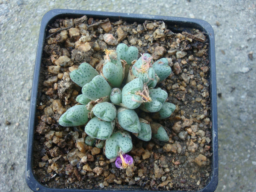 Conophytum tantillum N.E.Br. 1922. - Genul Conophytum