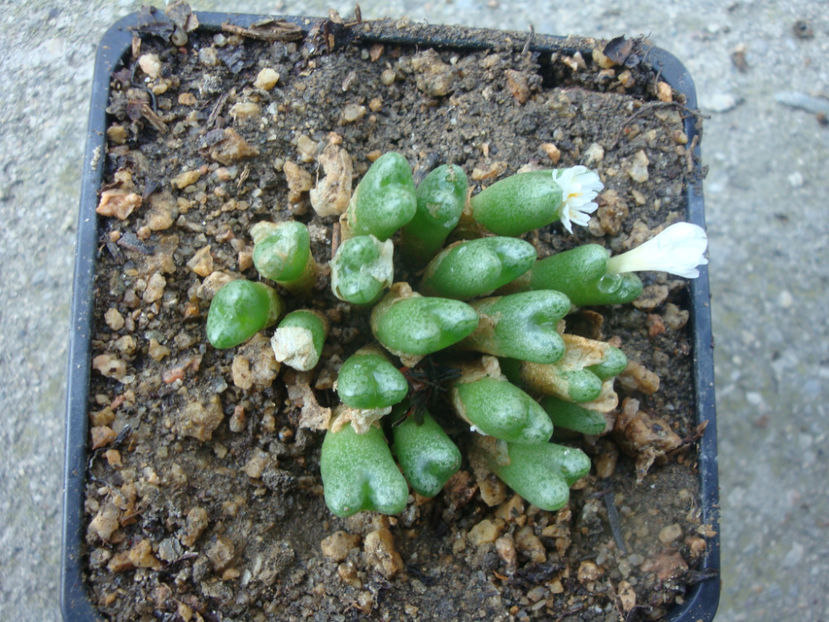 Conophytum tantillum ssp. lindenianum (Lavis & S.Hammer) S.A.Hammer 1991. - Genul Conophytum