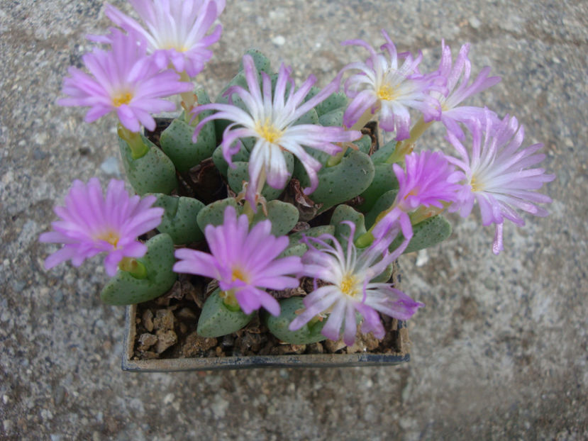 Conophytum taylorianum ssp. rosynense. - Genul Conophytum