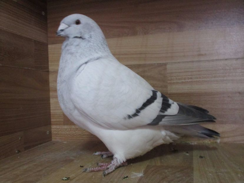 2550-16 - Femele 2018