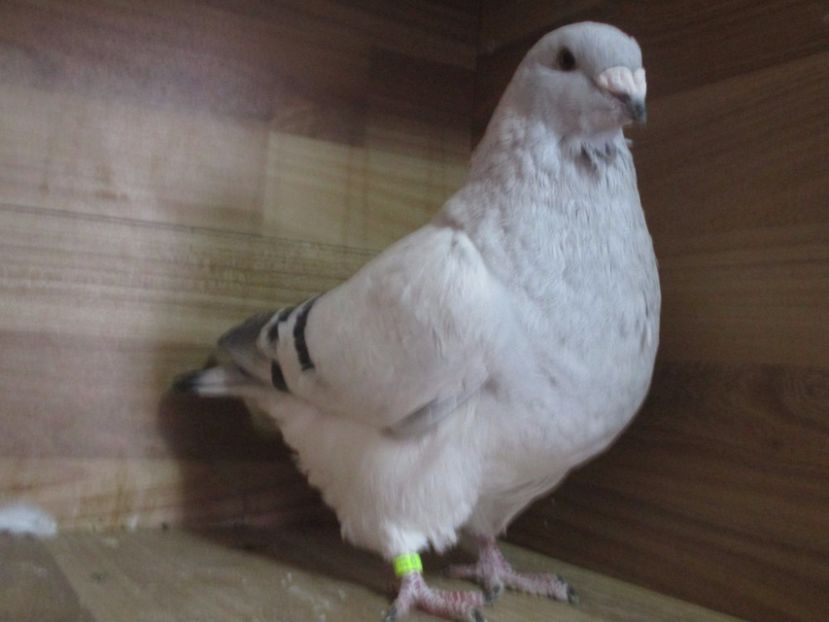 4371-17 - Masculi 2018