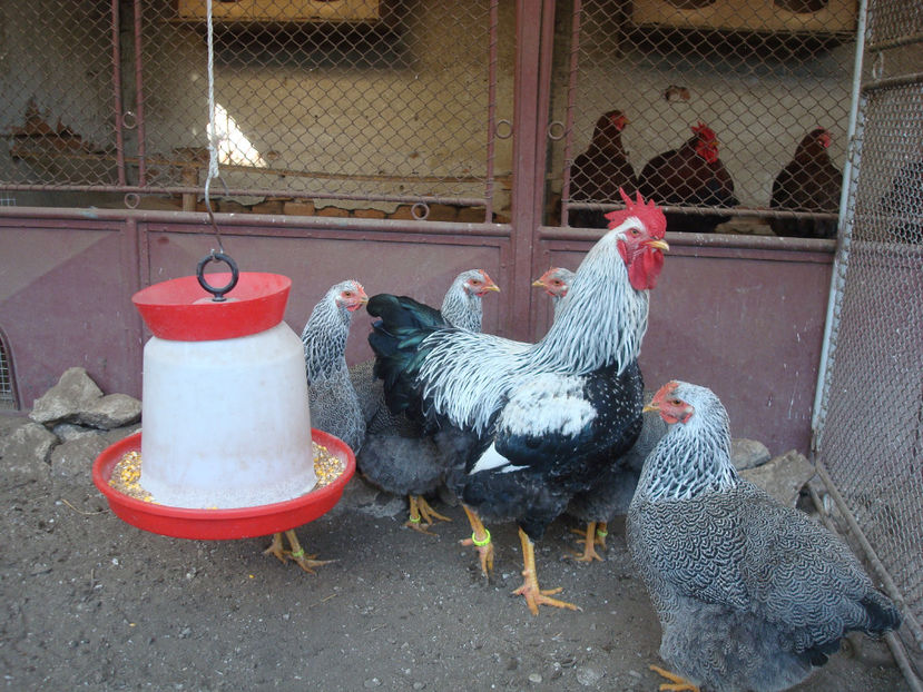  - DE PRIN CURTE CU CE AM DETINUT