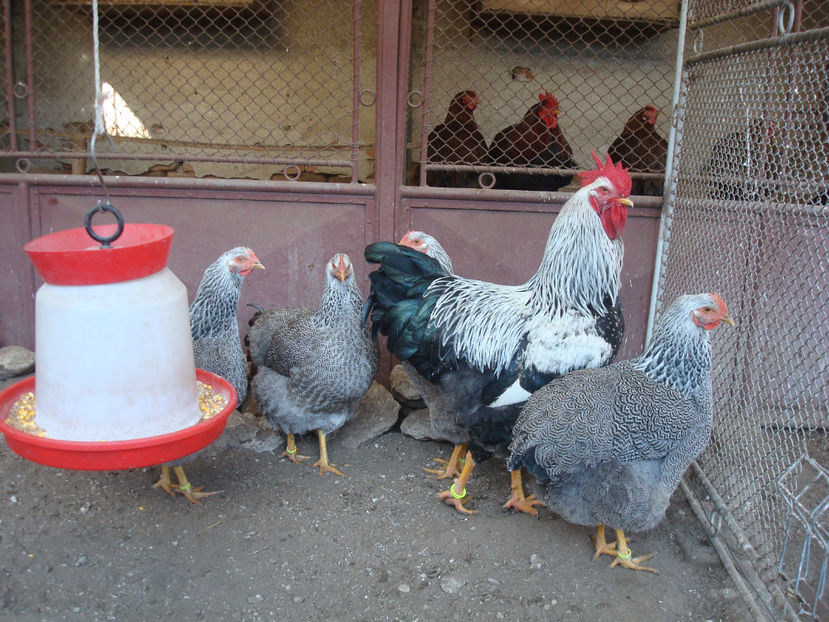  - DE PRIN CURTE CU CE AM DETINUT