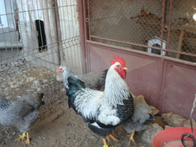 - vandut la Cluj - DE PRIN CURTE CU CE AM DETINUT