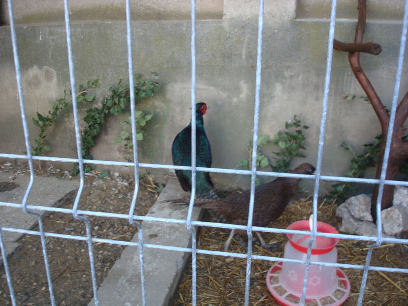  - DE PRIN CURTE CU CE AM DETINUT