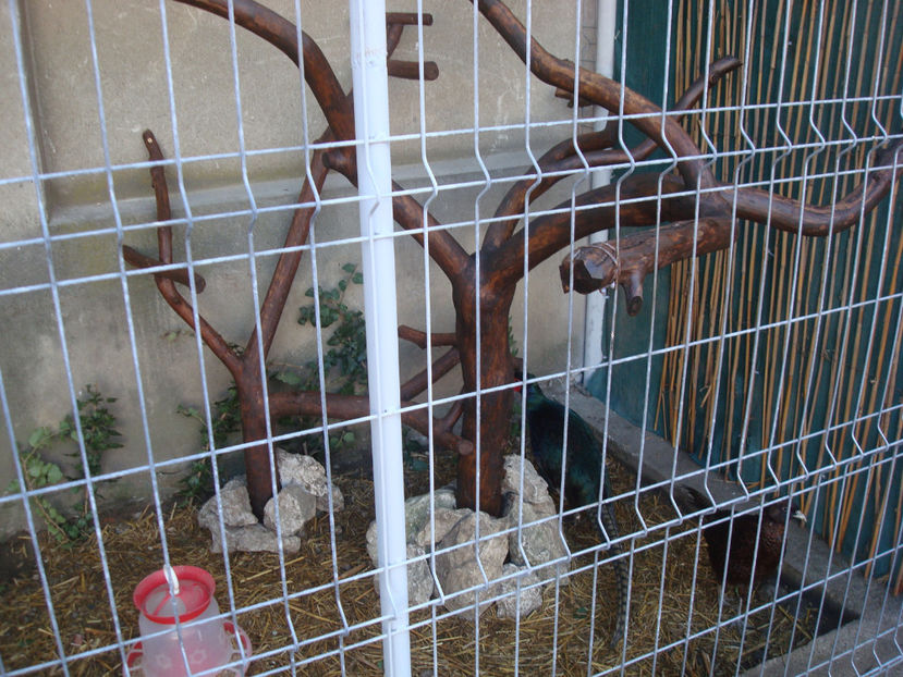 Bocsa ptr fazani - DE PRIN CURTE CU CE AM DETINUT