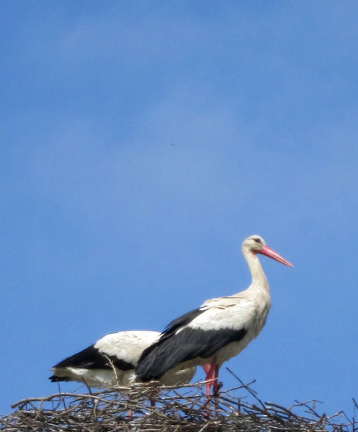  - Vietuitoare si natura