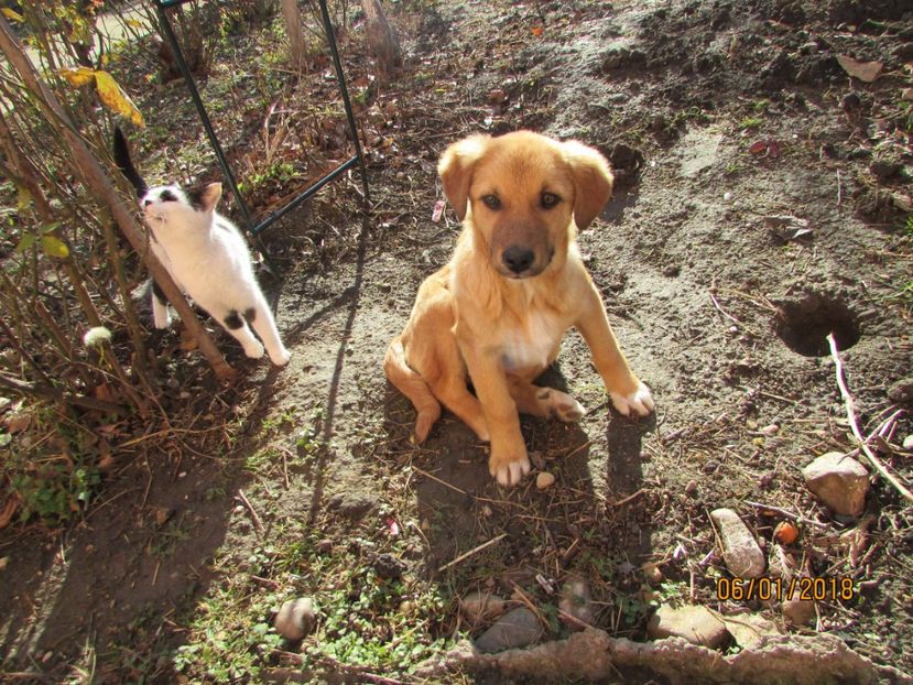  - ANIMĂLUȚELE NOASTRE