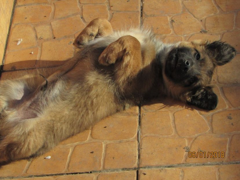  - ANIMĂLUȚELE NOASTRE