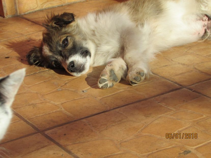  - ANIMĂLUȚELE NOASTRE