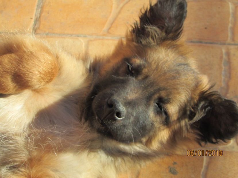  - ANIMĂLUȚELE NOASTRE