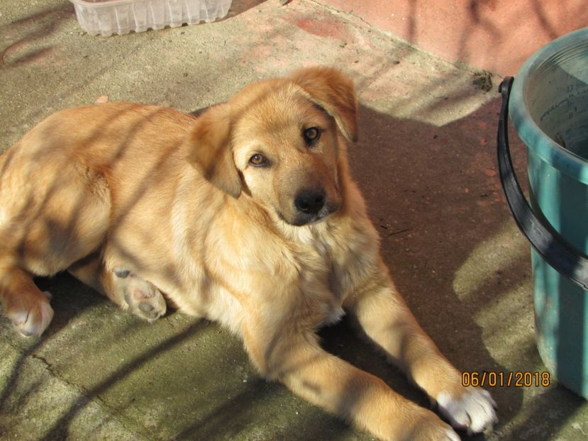  - ANIMĂLUȚELE NOASTRE