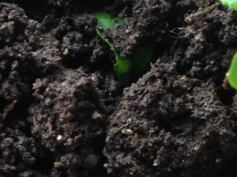  - Dăunător in pământ vierme alb de turba?