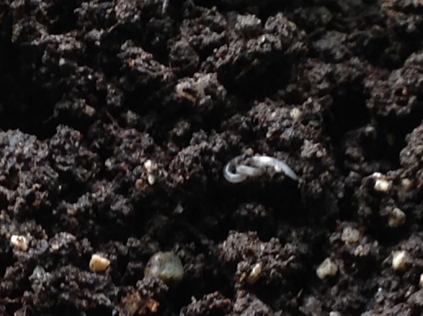  - Dăunător in pământ vierme alb de turba?