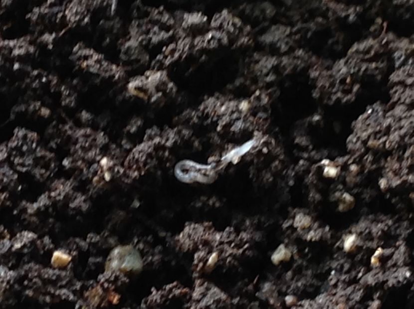  - Dăunător in pământ vierme alb de turba?