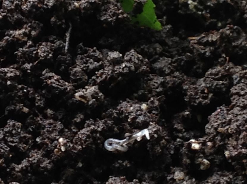  - Dăunător in pământ vierme alb de turba?