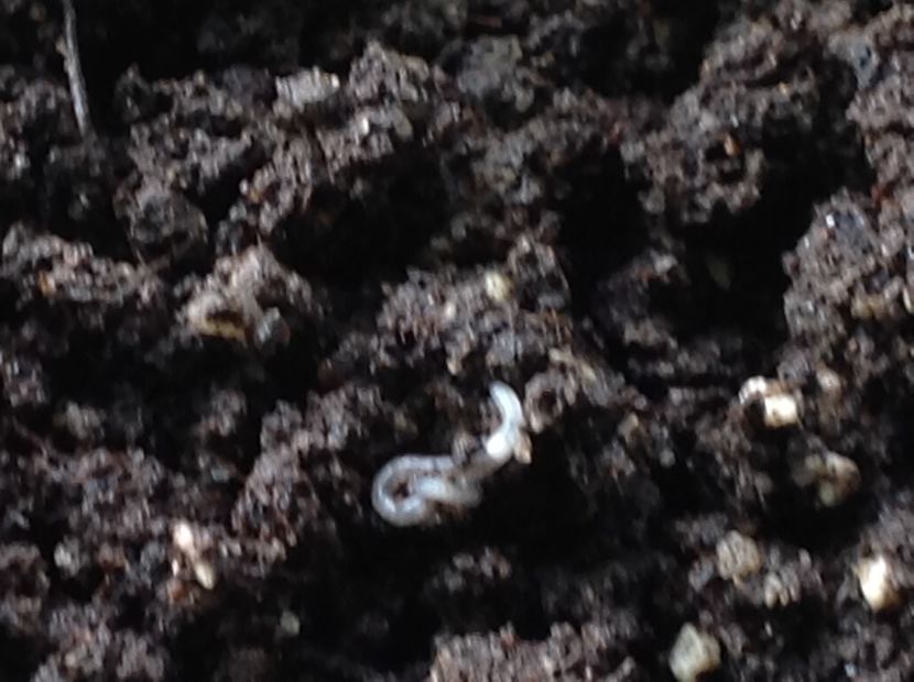  - Dăunător in pământ vierme alb de turba?