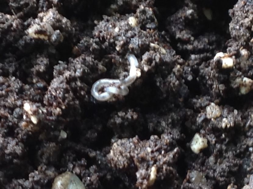  - Dăunător in pământ vierme alb de turba?