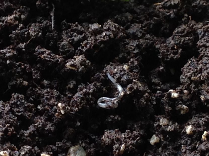  - Dăunător in pământ vierme alb de turba?